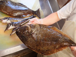 オヒョウ　羅臼　未利用魚
