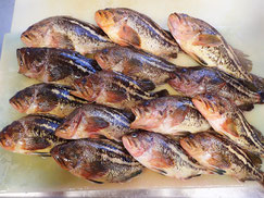シマゾイ　高級魚　寿司