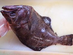 アブラガレイ　羅臼　未利用魚