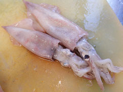 ヤリイカ　宮城県　未利用魚