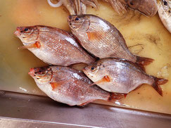 マタナゴ　大船渡　未利用魚
