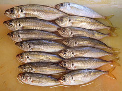 アジ　大船渡　未利用魚