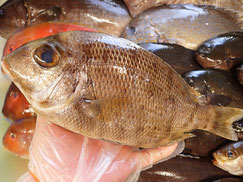 メイチダイ　五島列島の魚　未利用魚