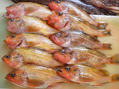 ヤナギノマイ　北海道　未利用魚