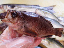クロメバル　大船渡　未利用魚