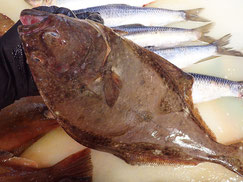 オヒョウ　知床　羅臼　未利用魚