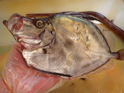 カガミダイ　大船渡　未利用魚