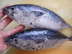 スマガツオ　大船渡　未利用魚