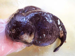 ゴッコ　羅臼　高級魚　寿司