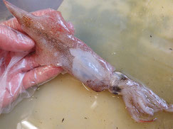 ヤリイカ　大船渡　未利用魚
