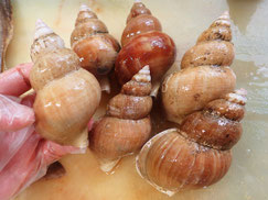 つぶ貝　高級寿司　出前