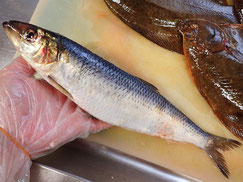 ニシン　北海道　未利用魚