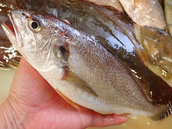 イシモチ　岩手　未利用魚