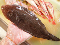 クロウシノシタ　大船渡　未利用魚