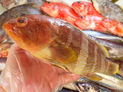 アオハタ　五島列島の魚　未利用魚