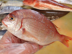 チダイ　大船渡　未利用魚