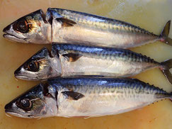 サバ　羅臼　未利用魚