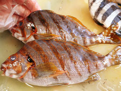 タカノハダイ　未利用魚　寿司
