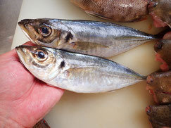 SDGs　未利用魚　マアジ