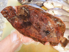 ババガレイ　大船渡　未利用魚