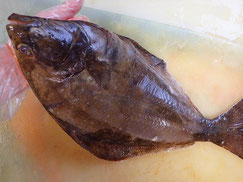 オヒョウ　北海道　未利用魚