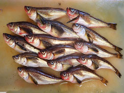 ハタハタ　羅臼　未利用魚