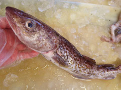 スケトウダラ　大船渡　未利用魚