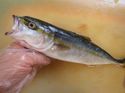 イナダ　大船渡　未利用魚