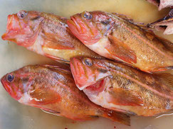 ヤナギノマイ　羅臼　未利用魚