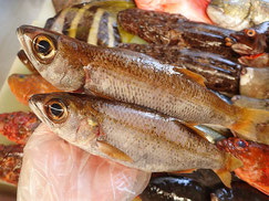 黒むつ　五島列島の魚　未利用魚