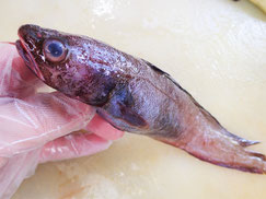 エゾイソアイナメ　大船渡　未利用魚