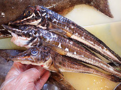ハッカク　羅臼　未利用魚