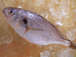 イシモチ　大船渡　未利用魚