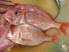 チダイ　大船渡　未利用魚