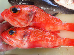 ユメカサゴ　五島列島の魚　未利用魚