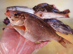 ウミタナゴ　大船渡　未利用魚