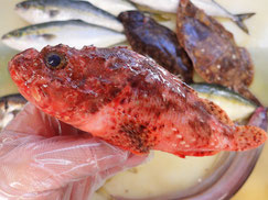 イズカサゴ　高級寿司　出前