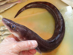クロアナゴ　大船渡　未利用魚