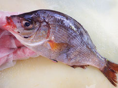 ウミタナゴ　高級寿司　出前