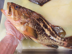 シマゾイ 高級魚 寿司