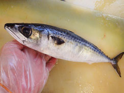 ごまさば　高級寿司　出前