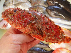 オニカサゴ　五島列島の魚　未利用魚