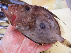 マトウダイ　大船渡　未利用魚