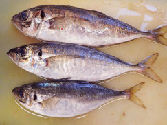 真あじ　高級寿司　出前