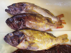 アオゾイ　高級魚　出前寿司