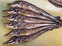 ハッカク　羅臼　未利用魚