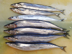 大船渡産の秋刀魚　脂があって美味しい