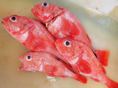 羅臼が誇る最高級魚「キンキ」です。刺身も美味しいですが、加熱すると尚一層の味が引き立ちます！