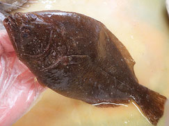 平目　大船渡　未利用魚