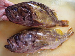 アオゾイ　高級魚　出前
